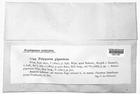 Meripilus giganteus image